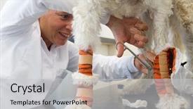  Presentation with suture - Slide deck enhanced with suture - veterinarian removing bandage by dog background and a light gray colored foreground