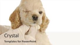  Presentation with eye care - Slide deck featuring suture - veterinary care - cocker spaniel background and a lemonade colored foreground