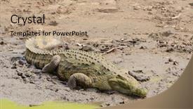  Presentation with crocodile - PPT theme consisting of nile crocodile scientific name crocodylus background and a coral colored foreground