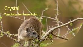  Presentation with scientific - Amazing slide set having manyara ngorogoro national park tanzania backdrop and a tawny brown colored foreground