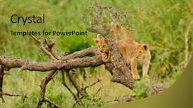  Presentation with intersex pride - Beautiful presentation theme featuring tarangire lake manyara ngorogoro national backdrop and a gold colored foreground