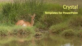  Presentation with scientific - Theme with manyara ngorogoro national park tanzania background and a tawny brown colored foreground