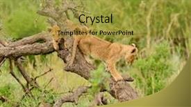  Presentation with landscapes of savanna serengeti tanzania - Beautiful slides featuring tarangire lake manyara ngorogoro national backdrop and a gold colored foreground