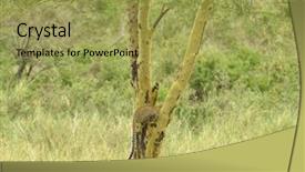  Presentation with scientific - Colorful PPT layouts enhanced with diurnal - leopard up a tree scientific backdrop and a yellow colored foreground