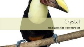  Presentation with front of burj khalifa - PPT layouts featuring swainson-s-toucan-in-front background and a blonde colored foreground