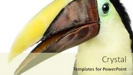  Presentation with background - Slides featuring swainson-s-toucan-in-front background and a soft green colored foreground