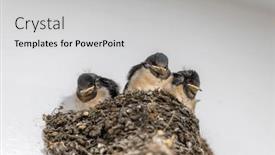  Presentation with swallow - Theme with swallow-and-baby-birds background and a light gray colored foreground