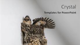  Presentation with swallow - PPT theme consisting of swallow-and-baby-birds background and a light gray colored foreground