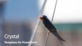  Presentation with swallow - Amazing presentation having swallow bird backdrop and a gray colored foreground