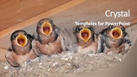  Presentation with swallow - Colorful slide deck enhanced with swallow fledglings waiting for food backdrop and a coral colored foreground