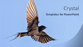  Presentation with blue sky - PPT layouts with swallow-in-fast-flight background and a light blue colored foreground