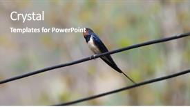  Presentation with swallow - PPT layouts having swallow in spring background and a gray colored foreground