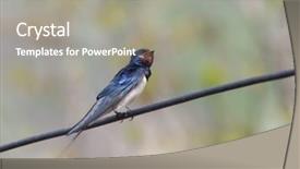  Presentation with swallow - Audience pleasing slides consisting of swallow in spring backdrop and a gray colored foreground