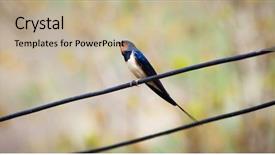  Presentation with swallow - Cool new presentation design with swallow in spring backdrop and a mint green colored foreground