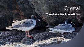  Presentation with north america - Cool new theme with swallow-tailed-gull-creagrus-furcatus backdrop and a dark gray colored foreground