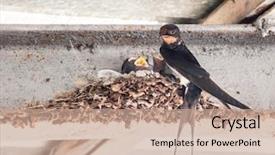  Presentation with swallow - Slide set with swallow's nest with baby background and a coral colored foreground