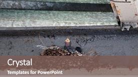  Presentation with swallow - Presentation design featuring swallow's nest with baby background and a violet colored foreground