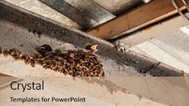  Presentation with swallow - Amazing presentation design having swallow's nest with baby backdrop and a coral colored foreground