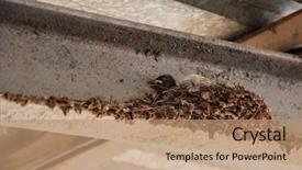  Presentation with swallow - Beautiful slide set featuring swallow's nest with baby backdrop and a coral colored foreground