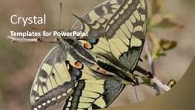  Presentation with ritual - Beautiful presentation design featuring swallowtail-butterflies-during-mating-ritual backdrop and a coral colored foreground