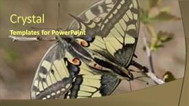  Presentation with ritual - Theme featuring swallowtail-butterflies-during-mating-ritual background and a coral colored foreground