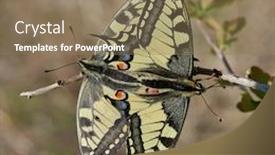  Presentation with ritual - Slide deck featuring swallowtail-butterflies-during-mating-ritual background and a coral colored foreground