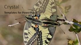  Presentation with ritual - Slide set consisting of swallowtail-butterflies-during-mating-ritual background and a coral colored foreground