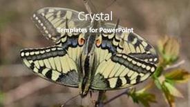  Presentation with ritual - Beautiful presentation design featuring swallowtail-butterflies-during-mating-ritual backdrop and a violet colored foreground