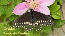  Presentation with clematis - Presentation featuring swallowtail butterfly on a clematis background and a tawny brown colored foreground