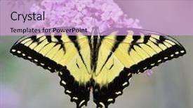  Presentation with purple butterfly - Cool new PPT layouts with swallowtail butterfly on a purple backdrop and a lavender colored foreground