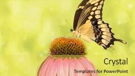  Presentation with purple butterfly - Amazing slides having swallowtail butterfly on a purple backdrop and a yellow colored foreground