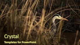  Presentation with grey - Presentation theme having nature swamp - grey heron ardea cinerea background and a tawny brown colored foreground