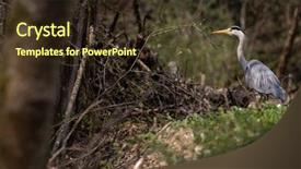  Presentation with grey - Audience pleasing presentation consisting of nature swamp - grey heron ardea cinerea backdrop and a tawny brown colored foreground