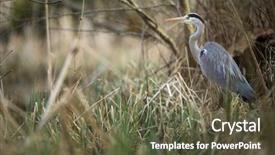  Presentation with technology orange and grey - Presentation theme featuring nature swamp - grey heron ardea cinerea background and a tawny brown colored foreground