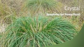  Presentation with swamp - PPT theme consisting of swamp-hummocks-densely-covered background and a mint green colored foreground