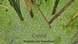  Presentation with swamp - PPT theme featuring swamp surface with green water plants background and a seafoam green colored foreground