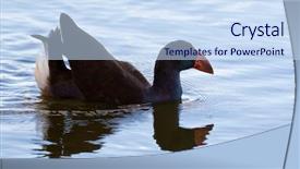  Presentation with rustic lake purple - Audience pleasing PPT theme consisting of swamphen bird swimming in lake backdrop and a sky blue colored foreground
