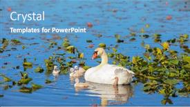  Presentation with blue water - Slide deck enhanced with swan-and-its-cygnets background and a teal colored foreground