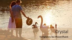  Presentation with offspring - Cool new PPT theme with swan defending offspring from people backdrop and a coral colored foreground