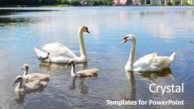  Presentation with pond - Beautiful presentation featuring swan family backdrop and a gray colored foreground