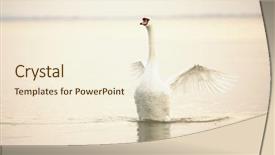 Presentation with floating - Presentation theme with swan floating on the water background and a cream colored foreground