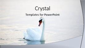  Presentation with floating - PPT theme enhanced with swan floating on the water background and a white colored foreground