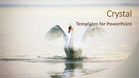  Presentation with floating - Beautiful PPT theme featuring swan floating on the water backdrop and a sky blue colored foreground