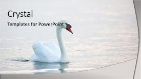  Presentation with floating - PPT theme having swan floating on the water background and a white colored foreground