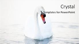  Presentation with floating - Amazing presentation having swan floating on the water backdrop and a white colored foreground
