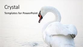  Presentation with floating - PPT theme having swan floating on the water background and a white colored foreground