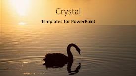  Presentation with magic - Slides with swan-in-the-lake-during background and a yellow colored foreground