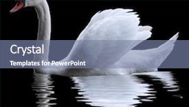  Presentation with black - Colorful slide deck enhanced with swan isolated on black background backdrop and a seafoam green colored foreground