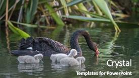  Presentation with mother baby - PPT layouts consisting of swan with her baby chicks background and a dark gray colored foreground