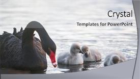  Presentation with chicks - Theme with swan with her baby chicks background and a white colored foreground